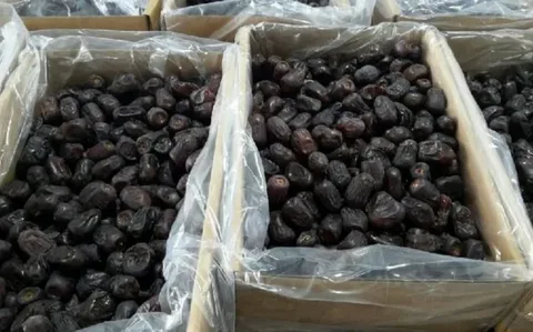 تصویر 2 از خرما مضافتی اصیل کرمان با خاستگاه اقلیمی ریشه دار و کیفیت رقابتی